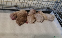 Cavapoo dogs for sale: 5 beautiful cavapoos for sale - Image 7