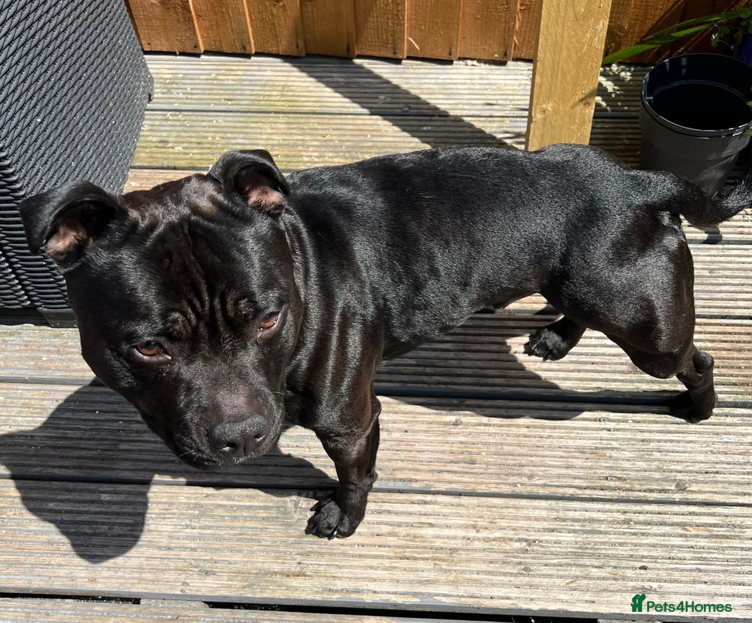 Staffordshire Bull Terrier dogs for stud: Staffordshire Bull Terrier  - Image 7