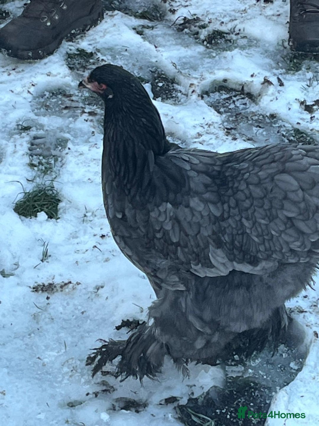 Chickens poultry for sale: Brahma hens mixed colours  - Advert 4