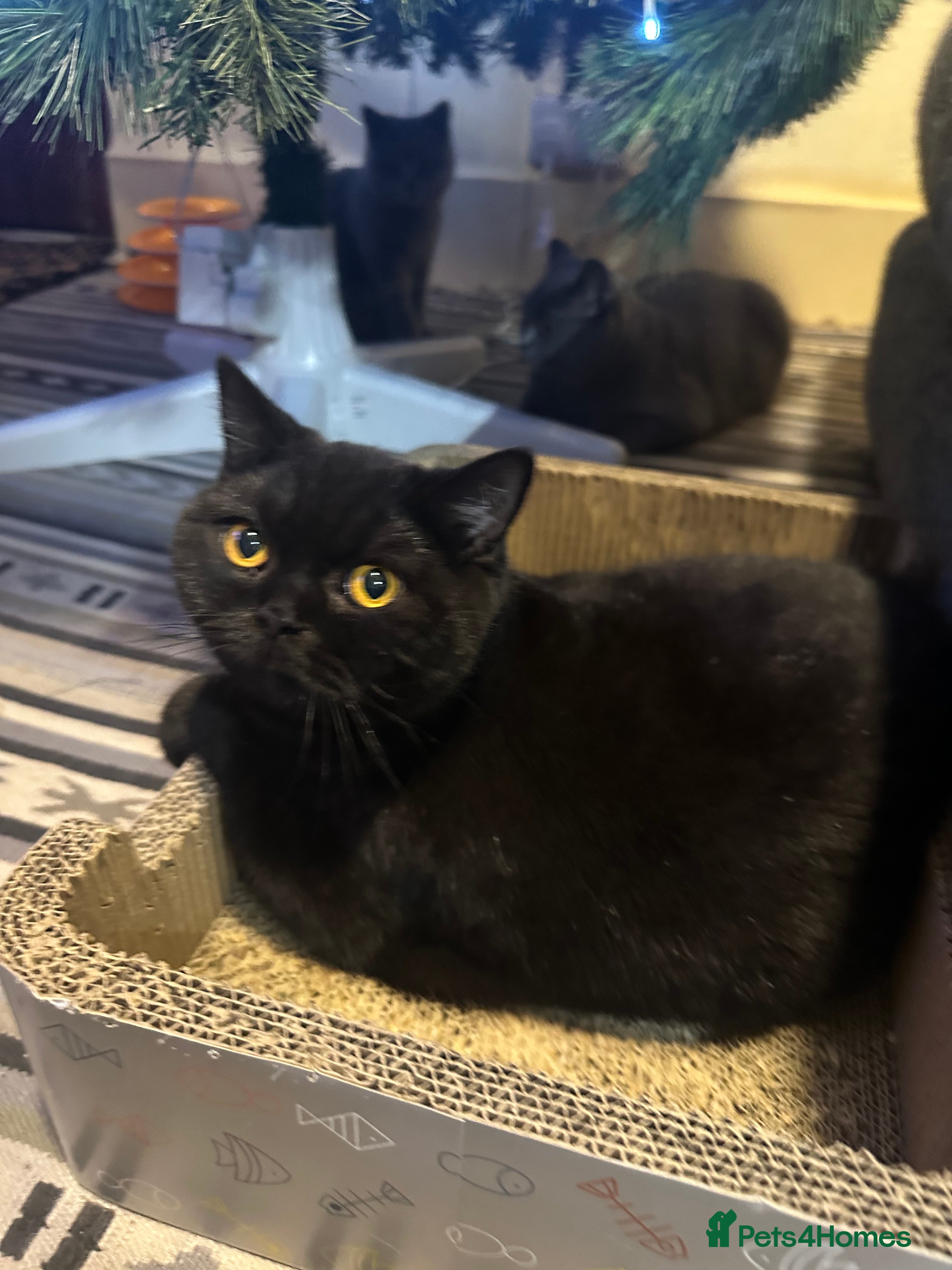 British Shorthair cats GCCF Registered British Short Hair Male  - Advert 17