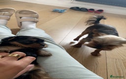 Yorkshire Terrier dogs for sale: Mini yorkshire terrier - Image 5