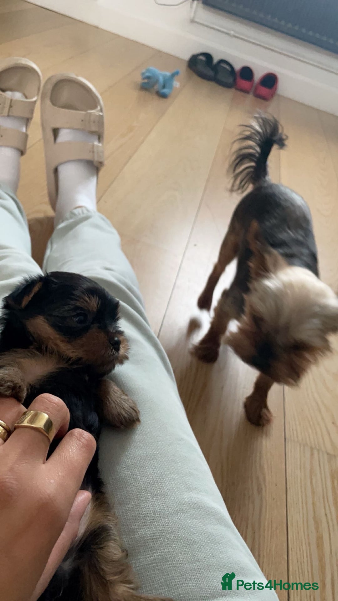 Yorkshire Terrier dogs for sale: Mini yorkshire terrier - Image 5