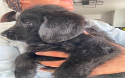Labradoodle dogs for sale: F1 labradoodles  - Image 14