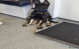 German Shepherd dogs for sale: DDR CZECH GERMAN 🇨🇿 straight back working GSD - Image 10