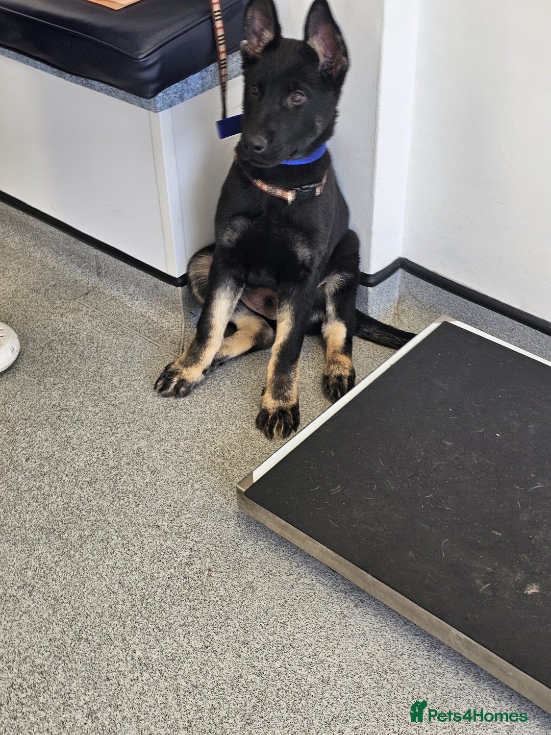 German Shepherd dogs for sale: DDR CZECH GERMAN 🇨🇿 straight back working GSD - Image 10