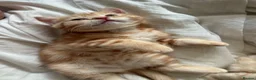 Scottish Fold cats for sale: Miss Scottish straight Ginger (Garfield ) - Advert 4
