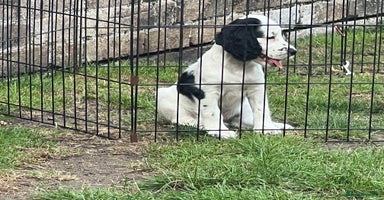 Cocker Spaniel dogs - Advert 2