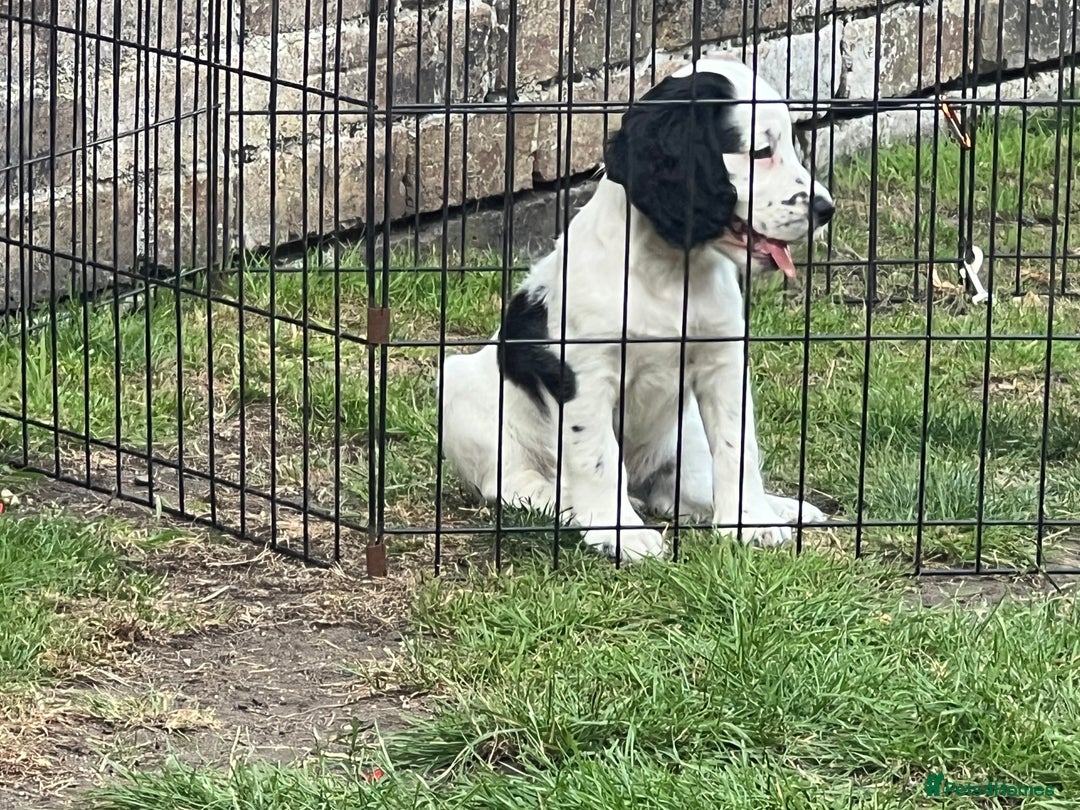 Cocker Spaniel dogs for sale: Working cocker pup, price reduced - Image 3