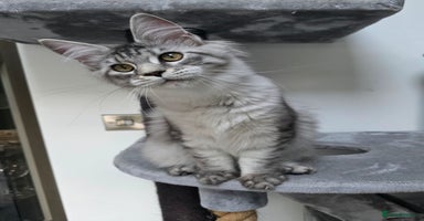 Maine Coon cats - Advert 7