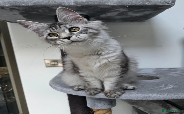 Maine Coon cats - Advert 16