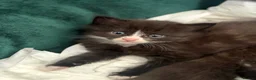 Mixed Breed cats for sale: Gorgeous shy fluffy kitten - Advert 5