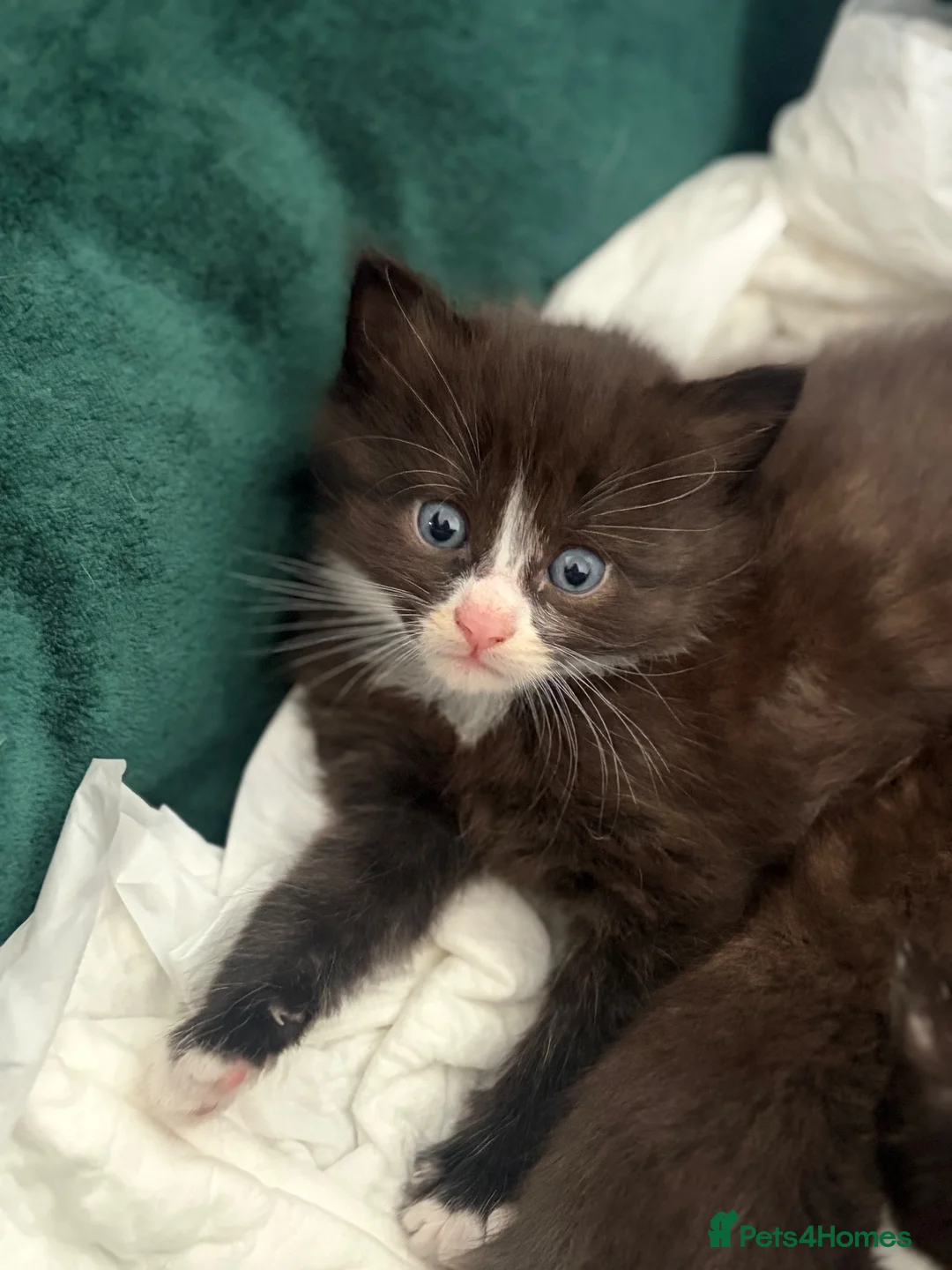 Mixed Breed cats for sale: Gorgeous shy fluffy kitten - Advert 5