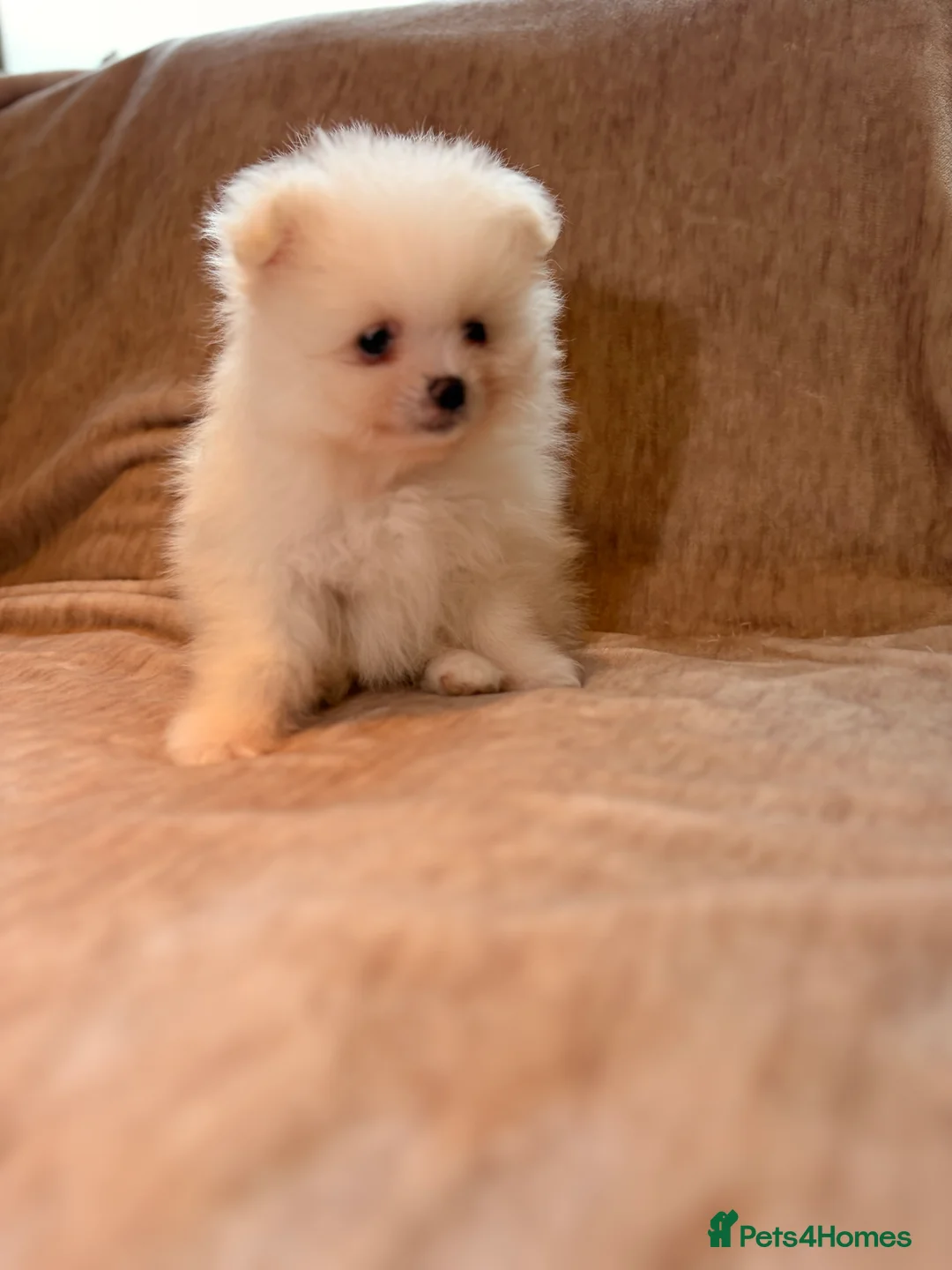 Pomeranian dogs for sale: Beautiful Pomeranian babies - Advert 24