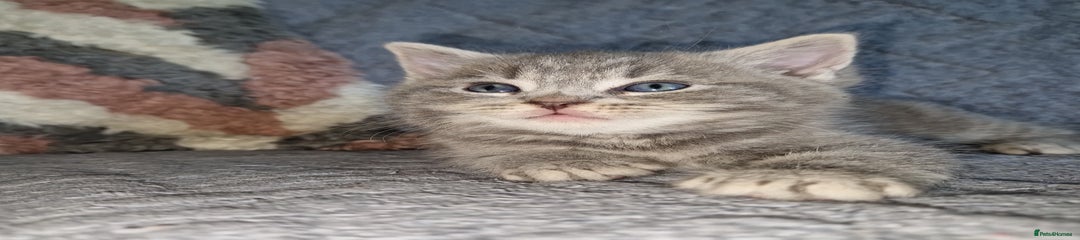 Ragdoll Kitten 1