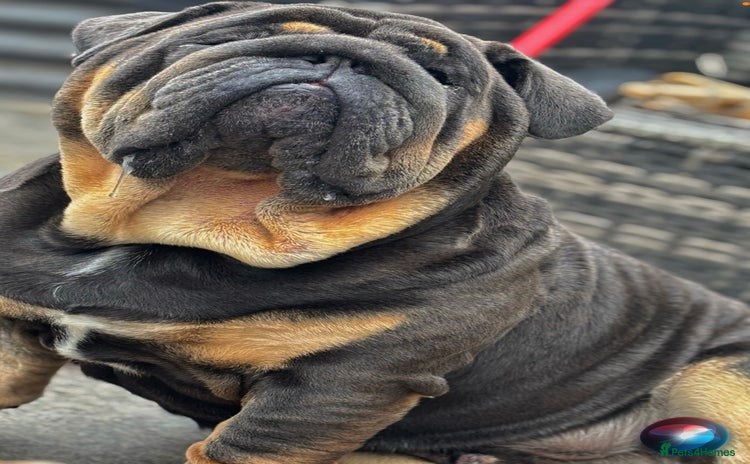 English Bulldog dogs - Advert 3