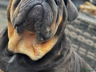 English Bulldog dogs - Advert 3