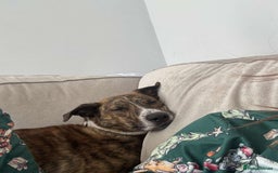 Mixed Breed dogs for sale: Benji lurcher X collie 4yo - Image 2
