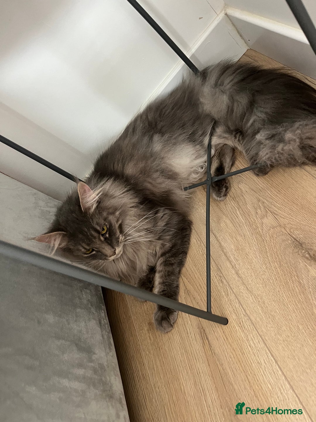 Maine Coon cats for sale: Maine coon  - Image 11