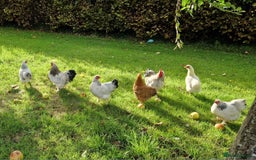 Chickens poultry for sale: Pekin bantams for sale  - Image 5