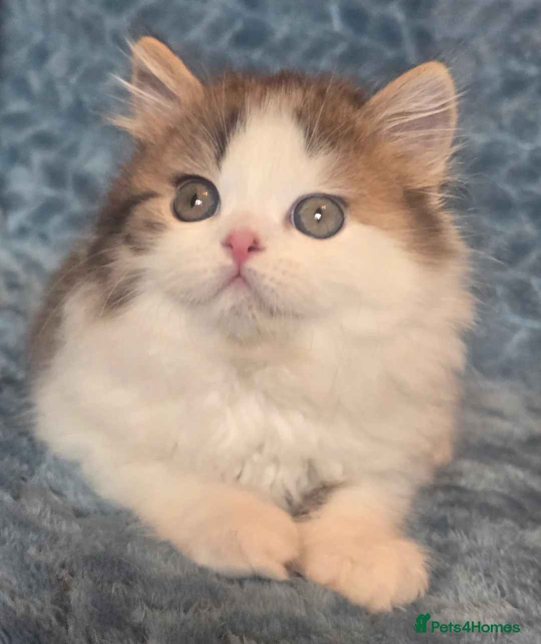 British Shorthair cats for sale: TICA registered British shorthair kittens - Advert 17