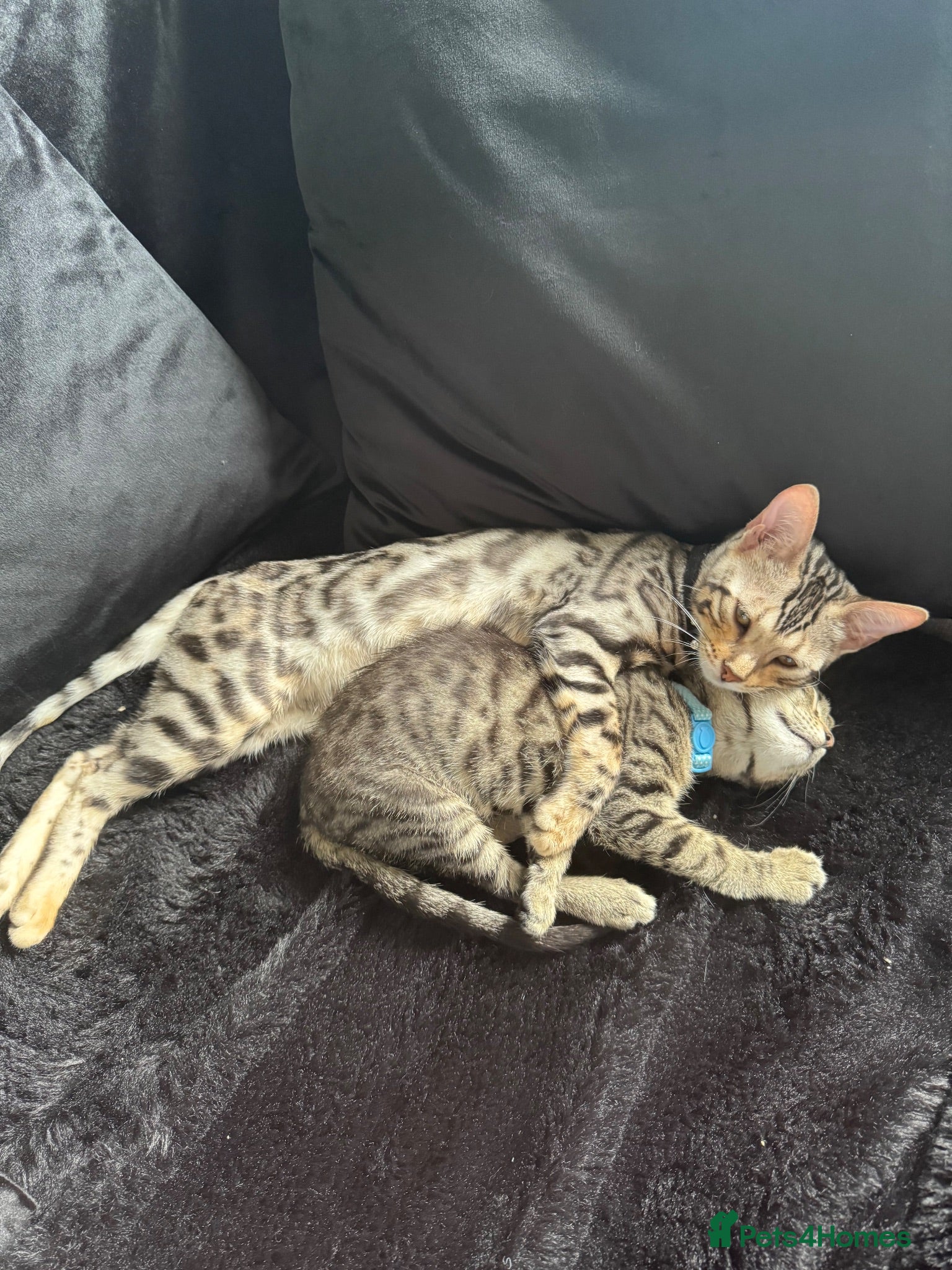 Bengal cats silver female bengal  - Advert 1