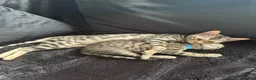 Bengal cats for sale: silver female bengal  - Advert 1