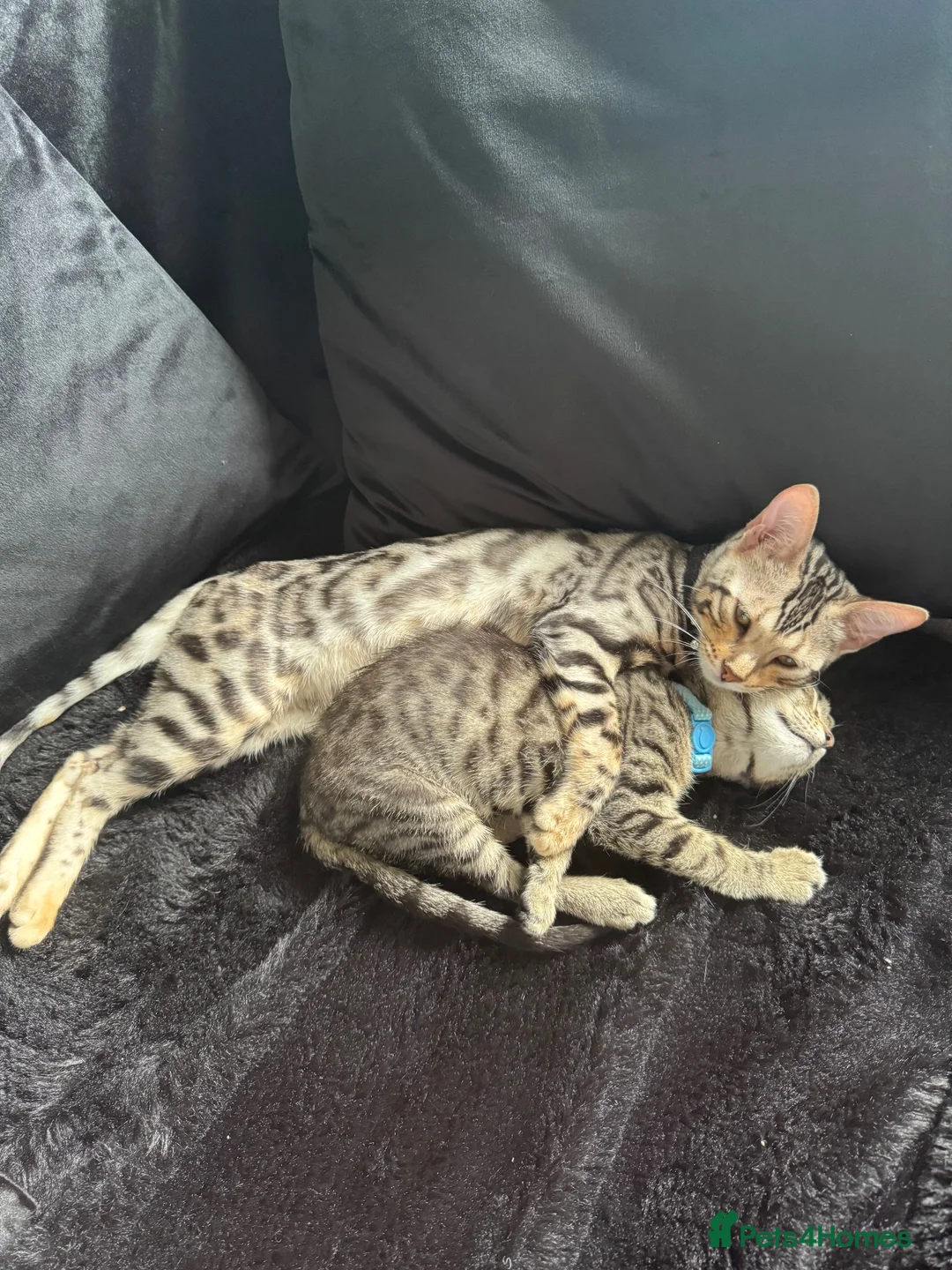 Bengal cats for sale: silver female bengal  - Advert 1