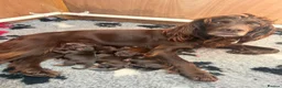 Cocker Spaniel dogs for sale: Working cocker spaniel puppies - all boys - Advert 10