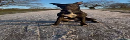 Whippet dogs for stud: Jett Black - Advert 16