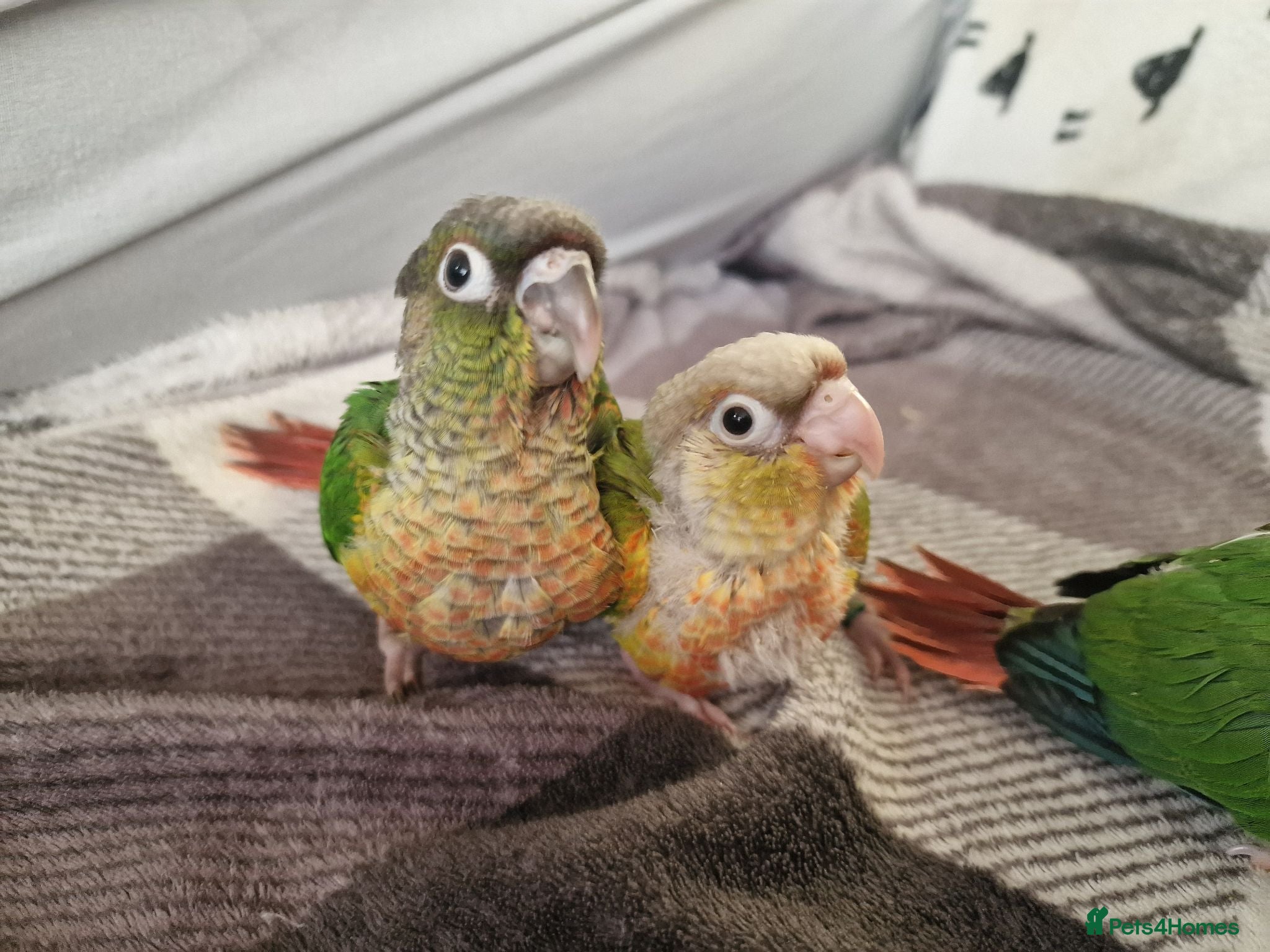 Conures birds Beautiful fully hand reared conures  - Advert 7