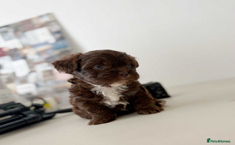 Mixed Breed dogs - Advert 10