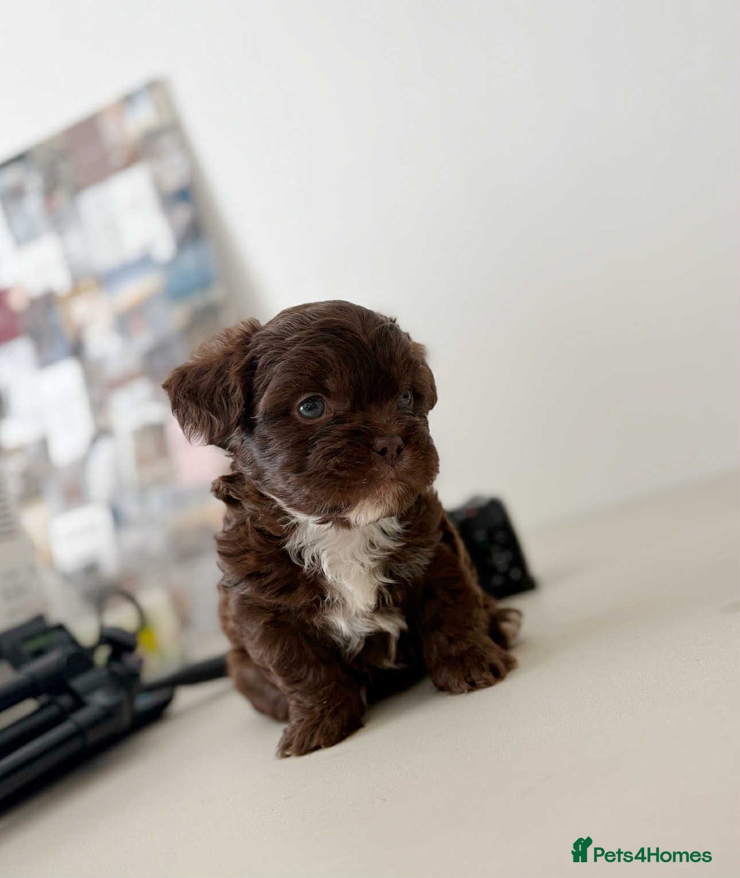 Mixed Breed dogs for sale: Adorable Puppies Looking for Their Forever Homes - Image 1