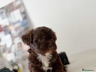 Mixed Breed dogs - Advert 21