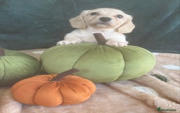 Miniature Dachshund dogs for sale: English creams miniature dachshunds  - Image 8
