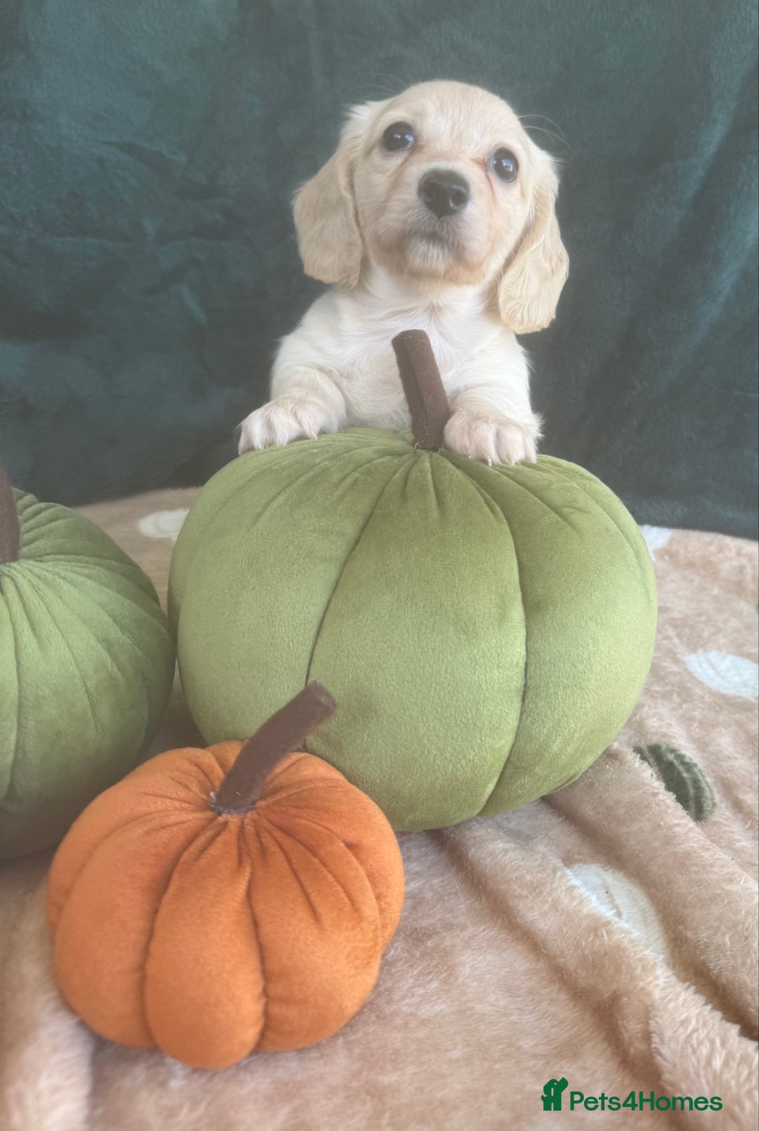 Miniature Dachshund dogs for sale: English creams miniature dachshunds  - Image 8