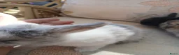 Netherland Dwarf rabbits for sale: Netherland dwarfs - Advert 13