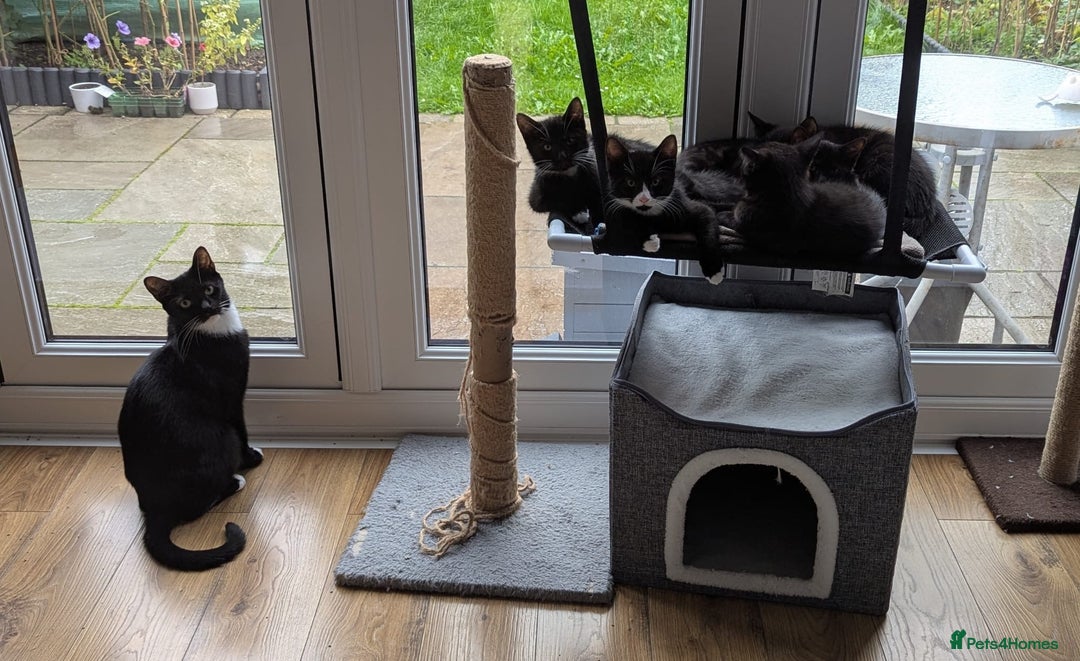 Domestic Shorthair cats for sale: Why nobody wants us? 😞😿 - Image 2