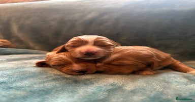 Mixed Breed dogs - Advert 12