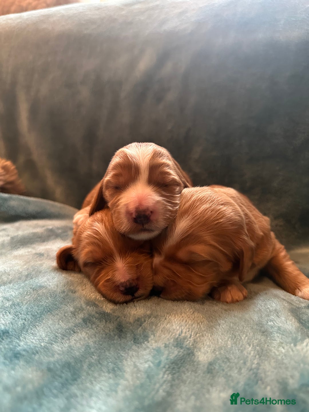Mixed Breed dogs for sale: Australian Labradoodle puppies - Image 2