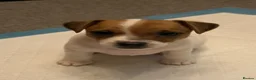 Jack Russell dogs for sale: Beautiful Pure-Bred Jack Russell Terrier Puppies in London - Advert 8