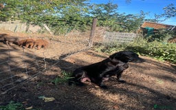 Labrador Retriever dogs for sale: KC Registered Black Labrador puppies   - Image 9