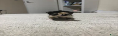 Domestic Shorthair 1