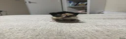 Domestic Shorthair cats for sale: Cat litter  in Chesterfield - Advert 1
