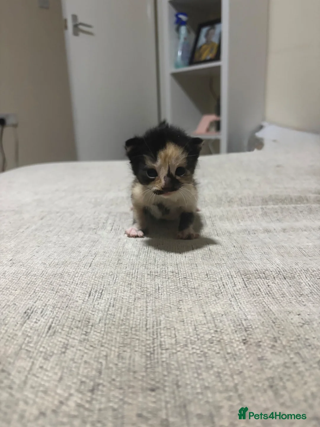 Domestic Shorthair cats for sale: Cat litter  in Chesterfield - Advert 1
