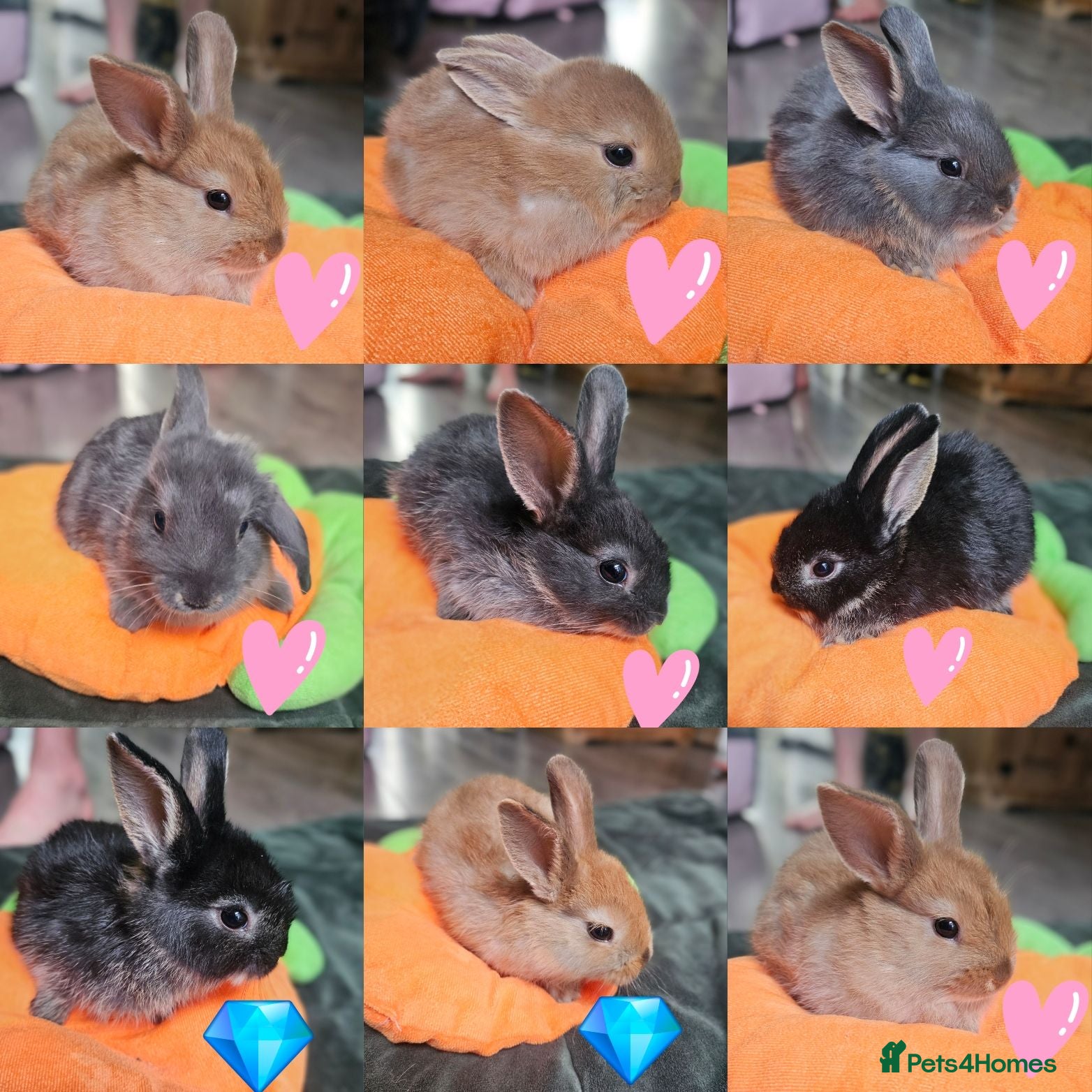 Mixed Breed rabbits Baby bunnies (Netherland dwarf cross Holland lop)  - Advert 10