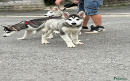 Utonagan dogs for sale: Beautiful Husky × Malamute Puppies – Ready Now! - Image 9