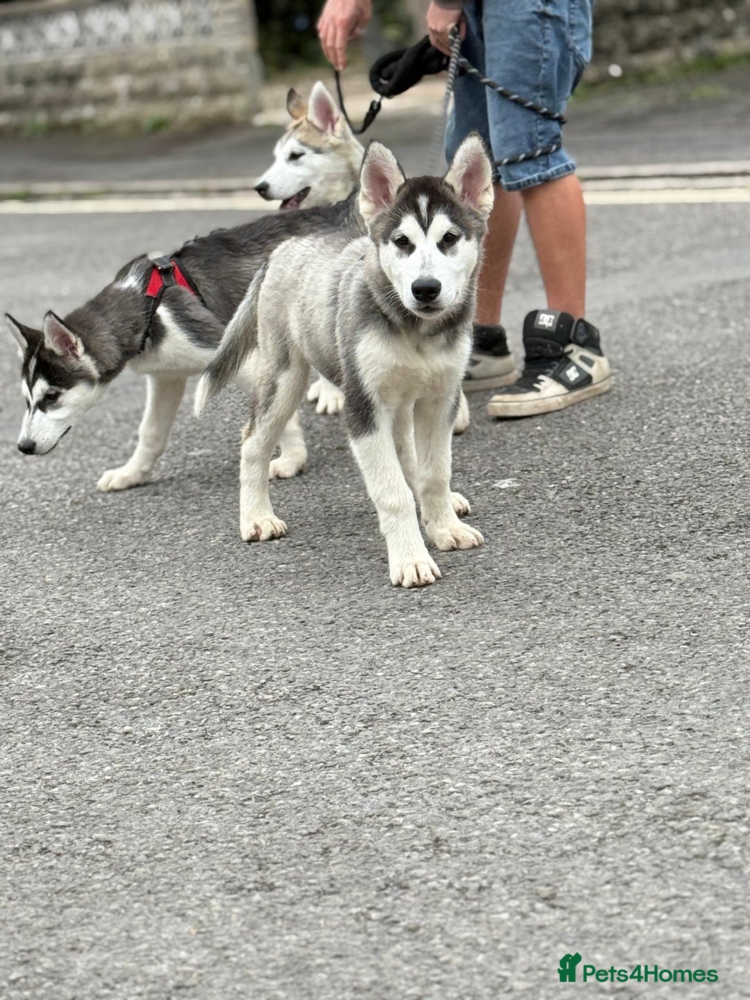 Utonagan dogs for sale: Beautiful Husky × Malamute Puppies – Ready Now! - Image 9