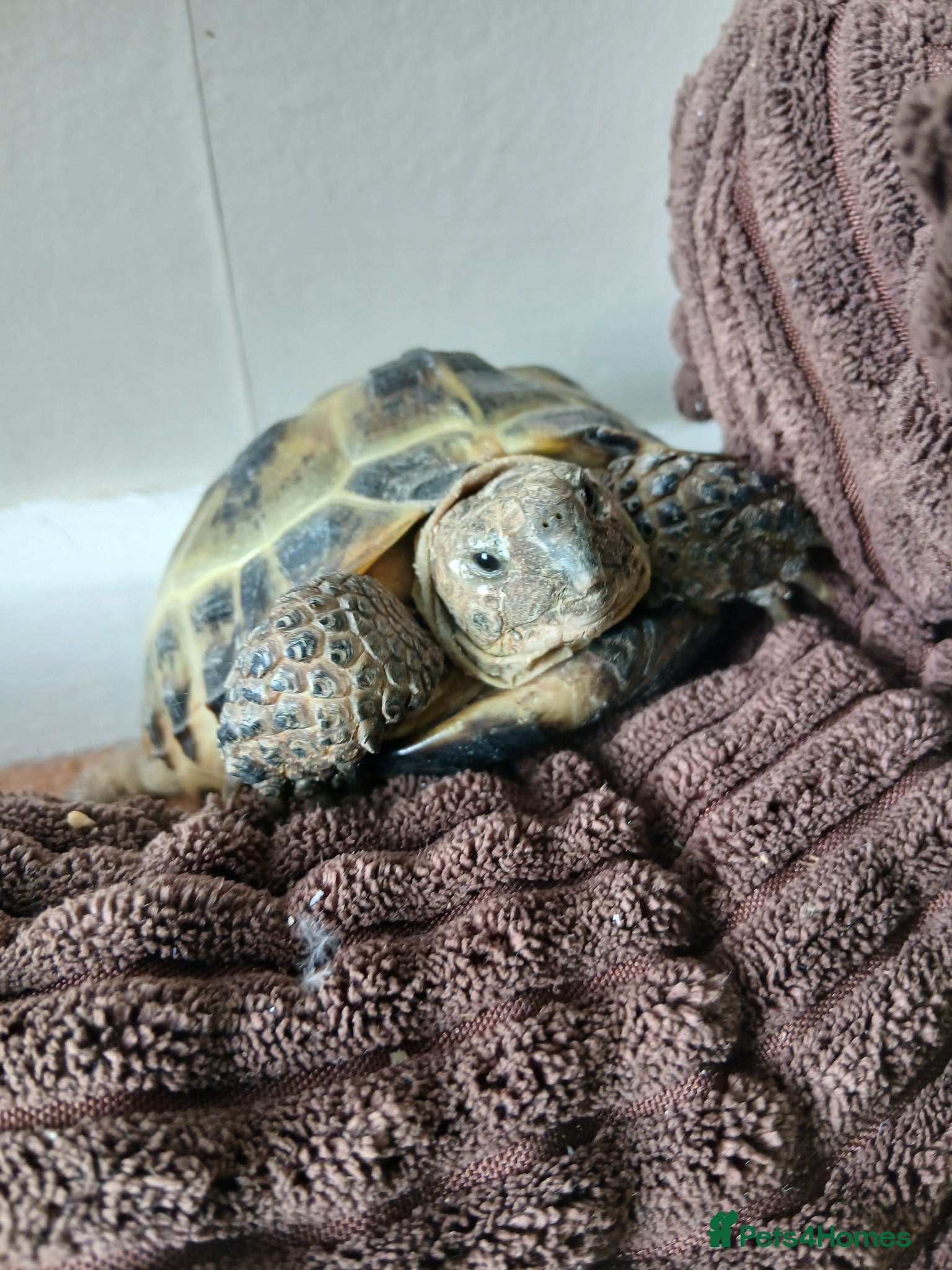 Tortoise reptiles Horsefield Tortoise - Advert 1