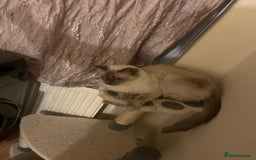 Ragdoll cats for sale: Ragdol - Image 10
