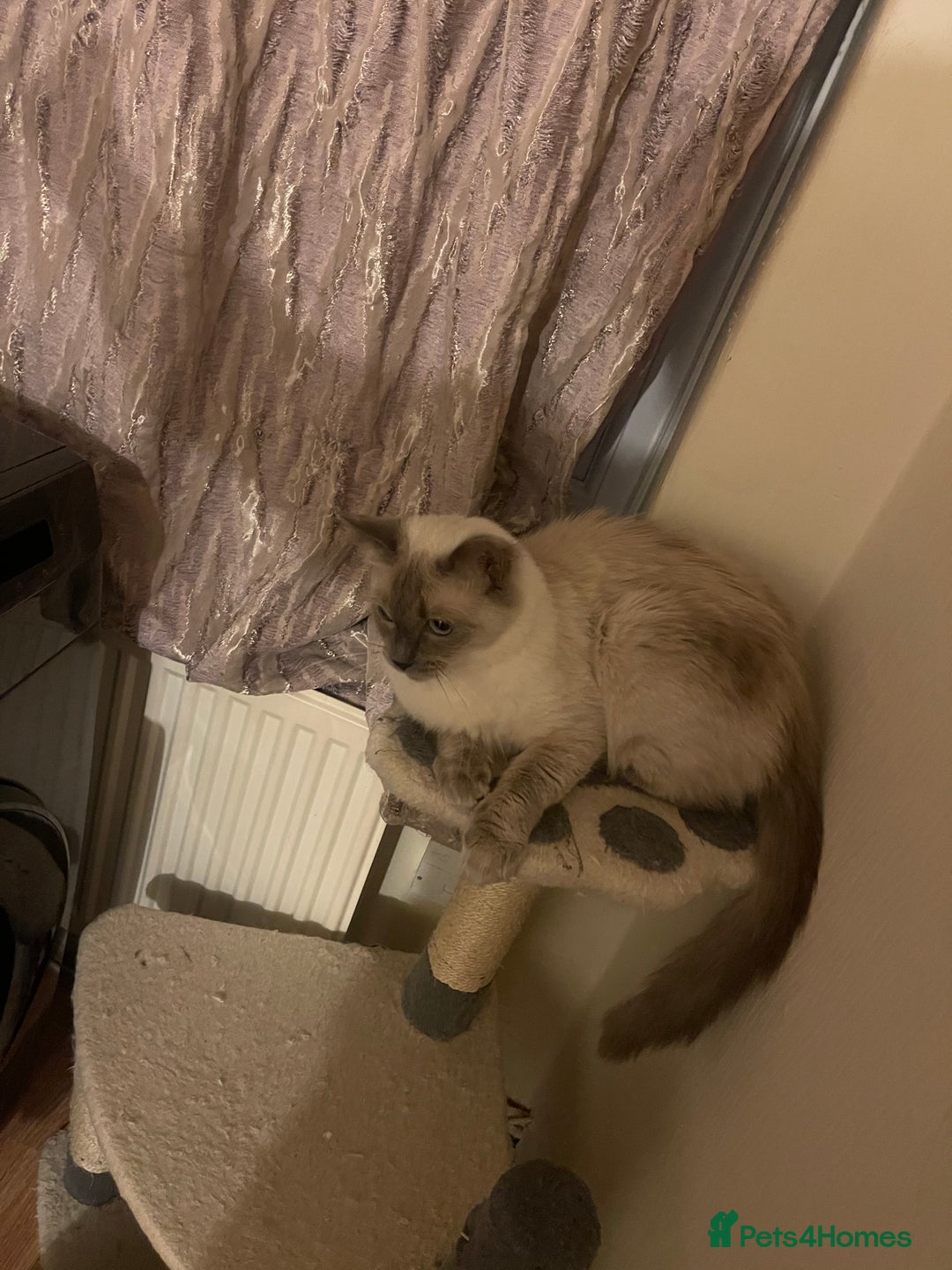 Ragdoll cats for sale: Ragdol - Image 10